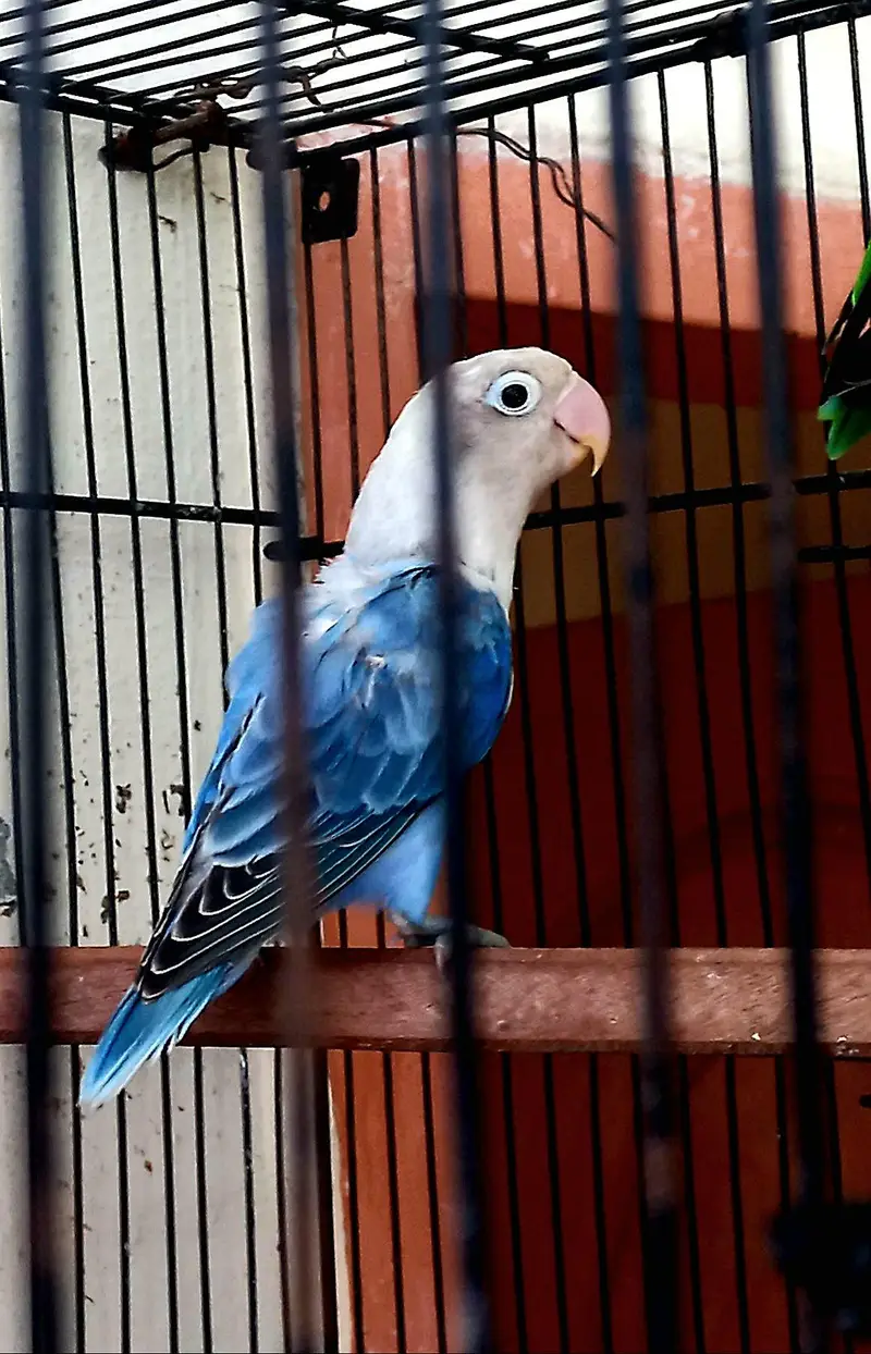 Blue opaline patha and gareen split opaline breeder male available. — photo 4