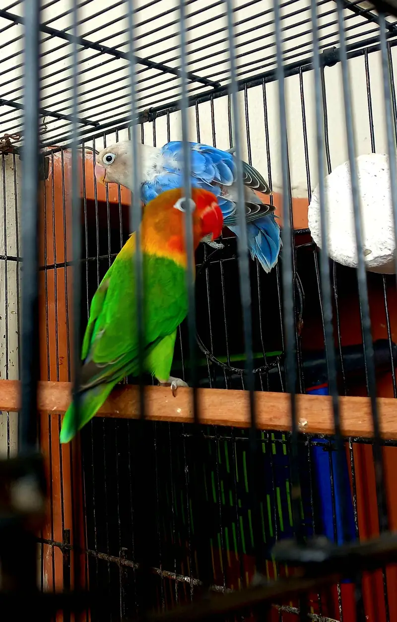Blue opaline patha and gareen split opaline breeder male available. — photo 5
