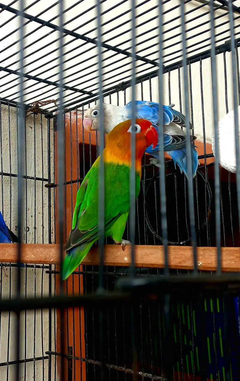 Blue opaline patha and gareen split opaline breeder male available. — photo 6