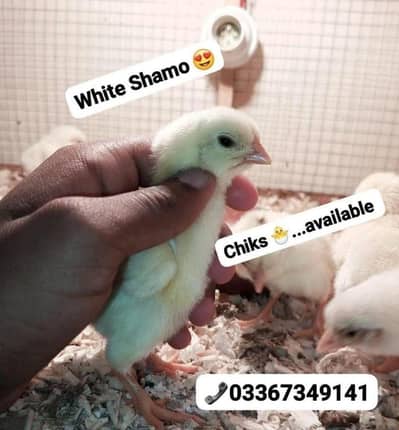 Aseel/ White Shamo 100%Pure chiks & Eggs available. . 03367349141