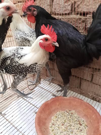 golden masri hen