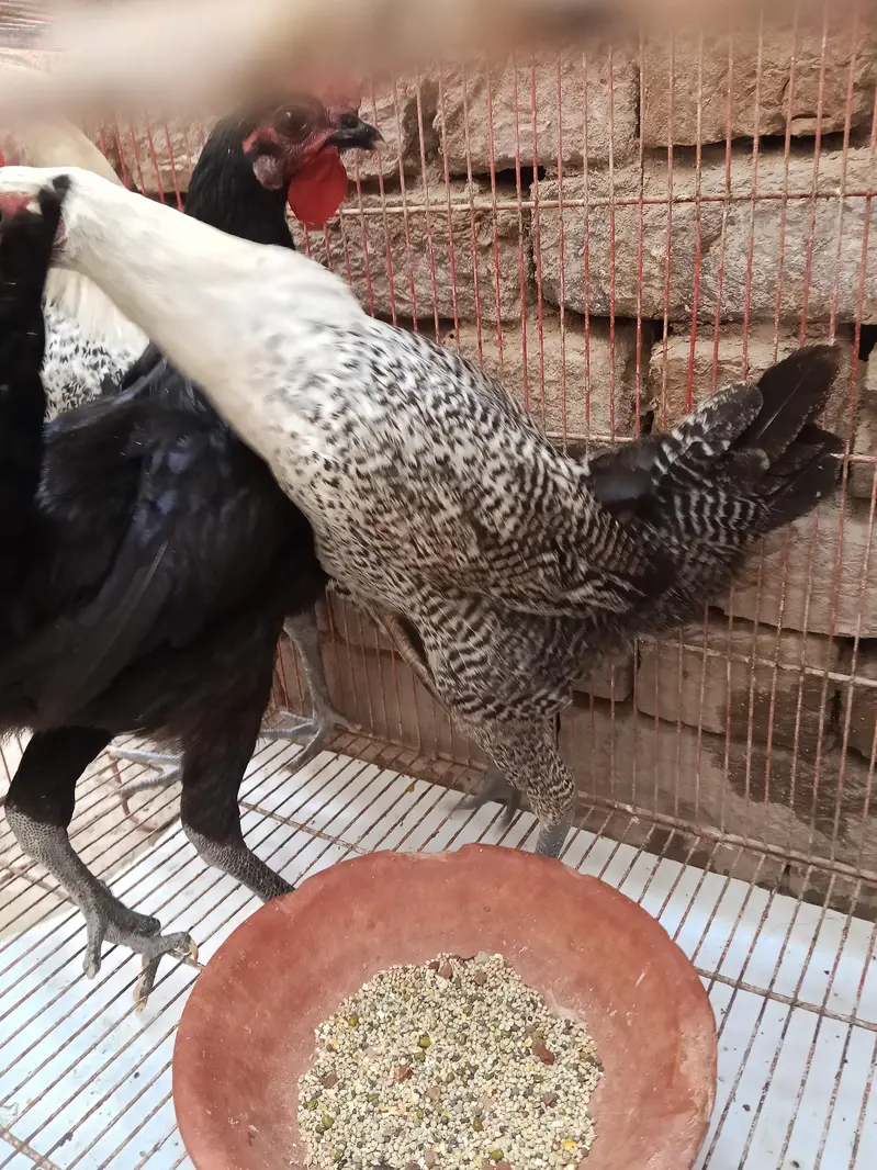 golden masri hen — photo 2