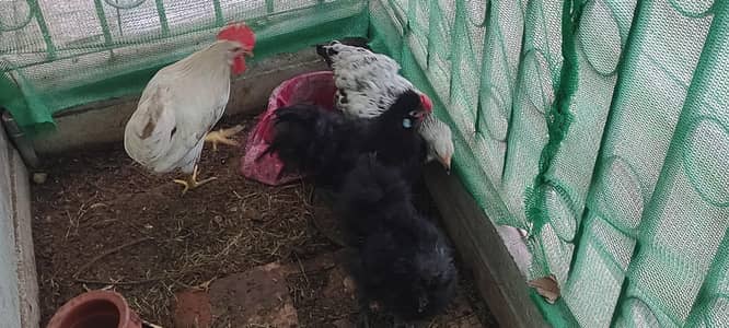 black silki pair less price
