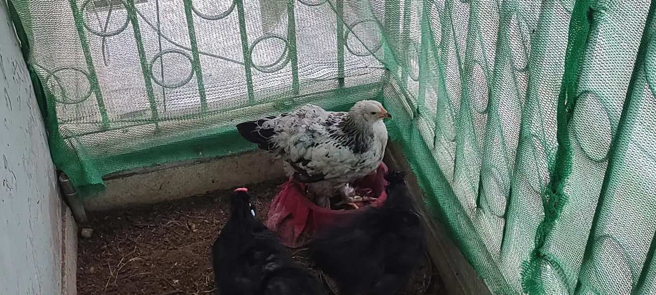 black silki pair less price — photo 2