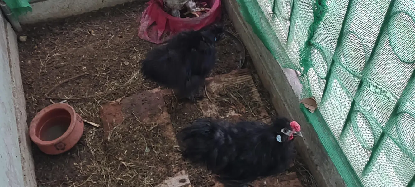 black silki pair less price — photo 3