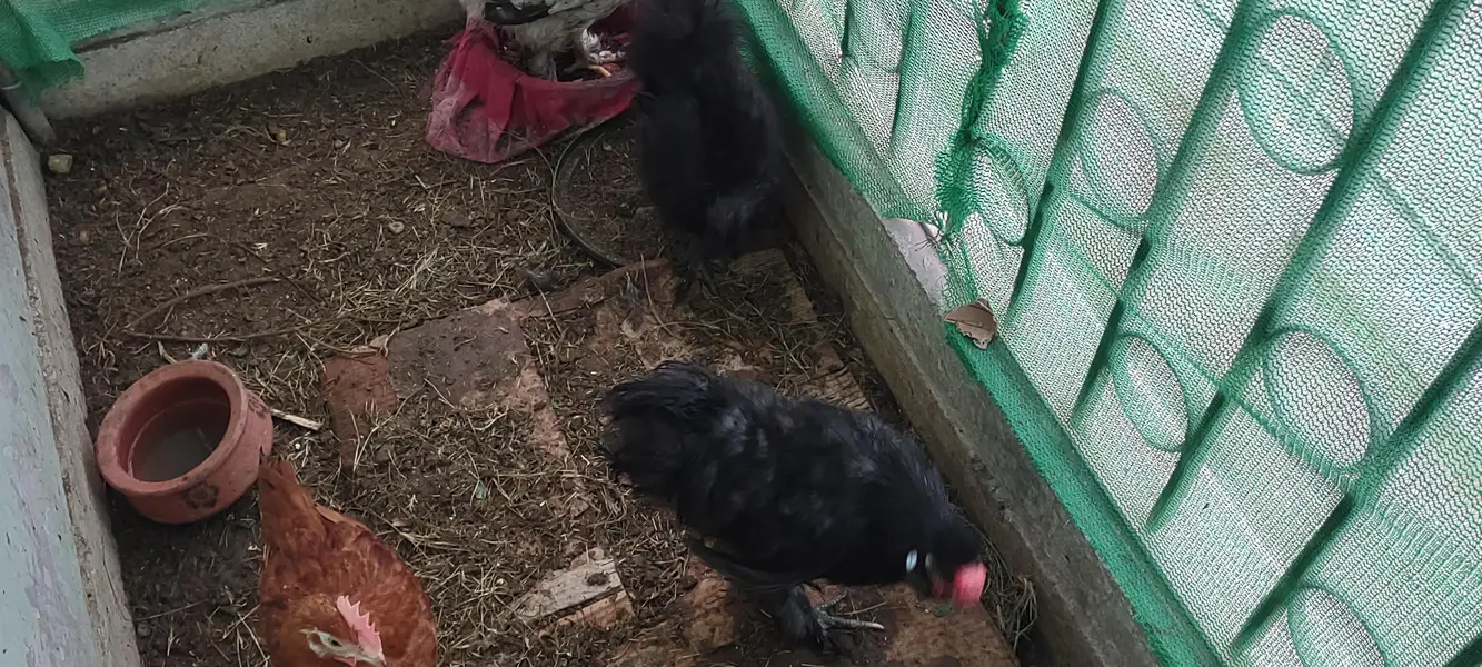 black silki pair less price — photo 5