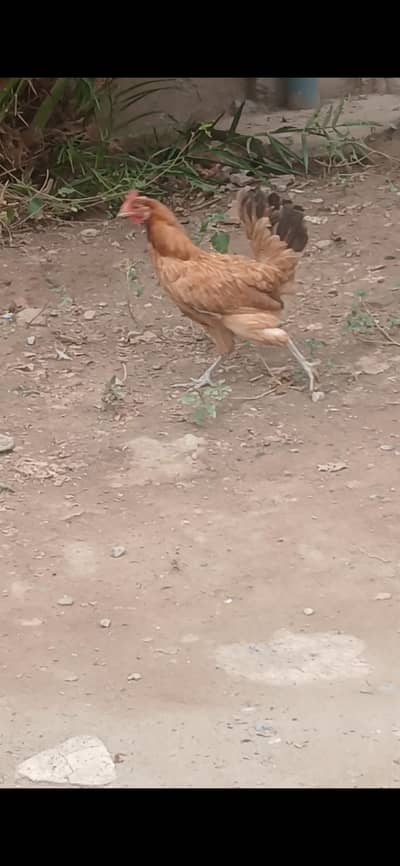 Golden Misri Pure Desi Hens.  WhatsApp 03304503477