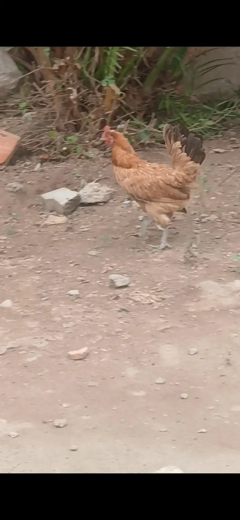 Golden Misri Pure Desi Hens.  WhatsApp 03304503477 — photo 2