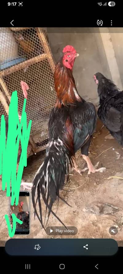 Aseel pair for sale only black female