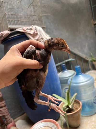 Aseel Mianwali Chicks
