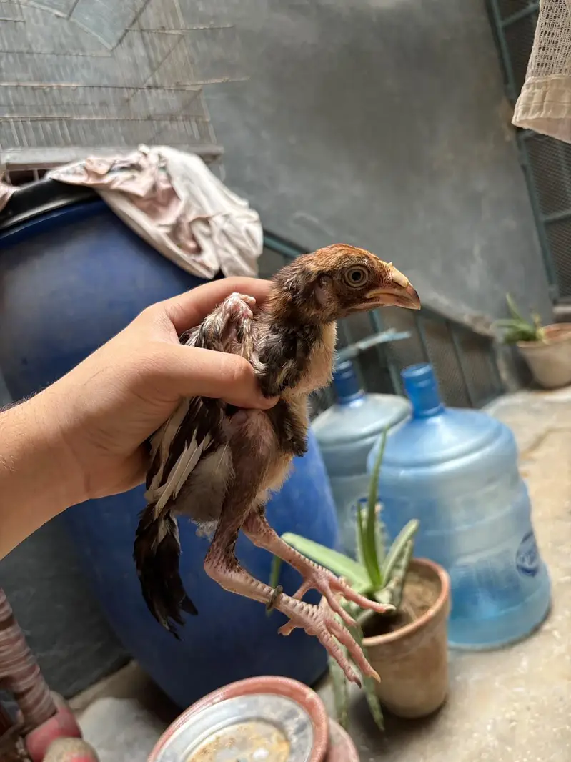 Aseel Mianwali Chicks — photo 2