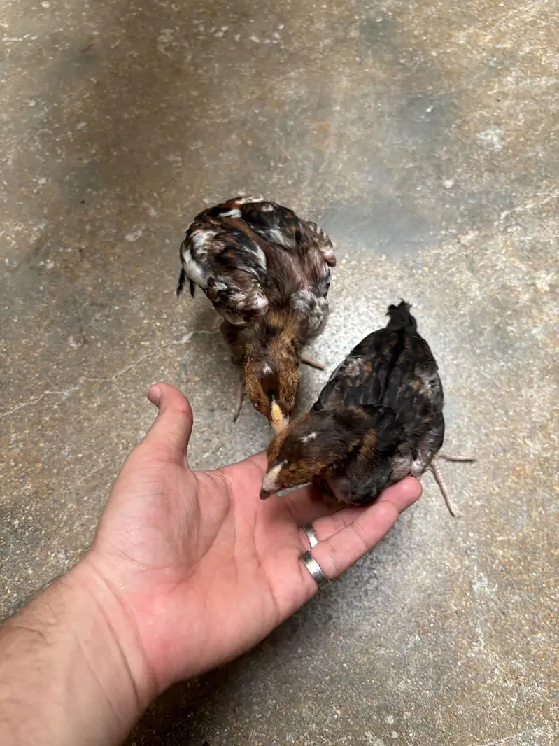 Aseel Mianwali Chicks — photo 3
