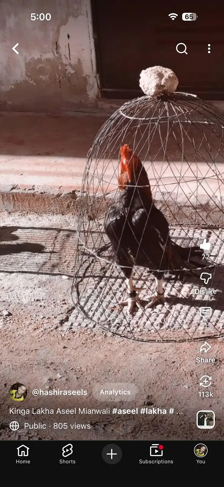 Aseel Mianwali Chicks — photo 4