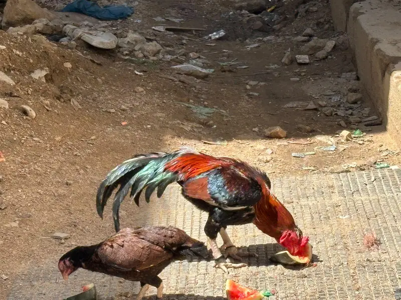 Aseel Mianwali Chicks — photo 5