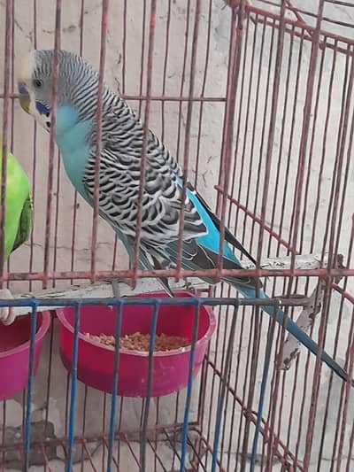 Australian pair long tail parrot with beautiful colors