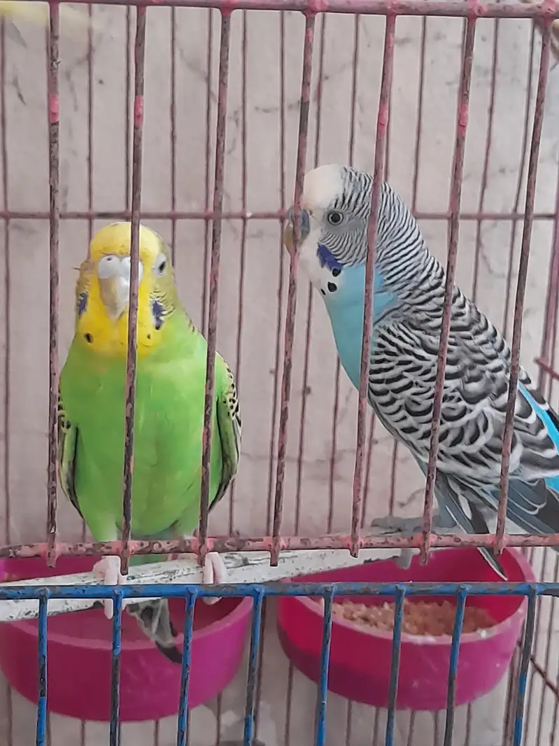 Australian pair long tail parrot with beautiful colors — photo 2