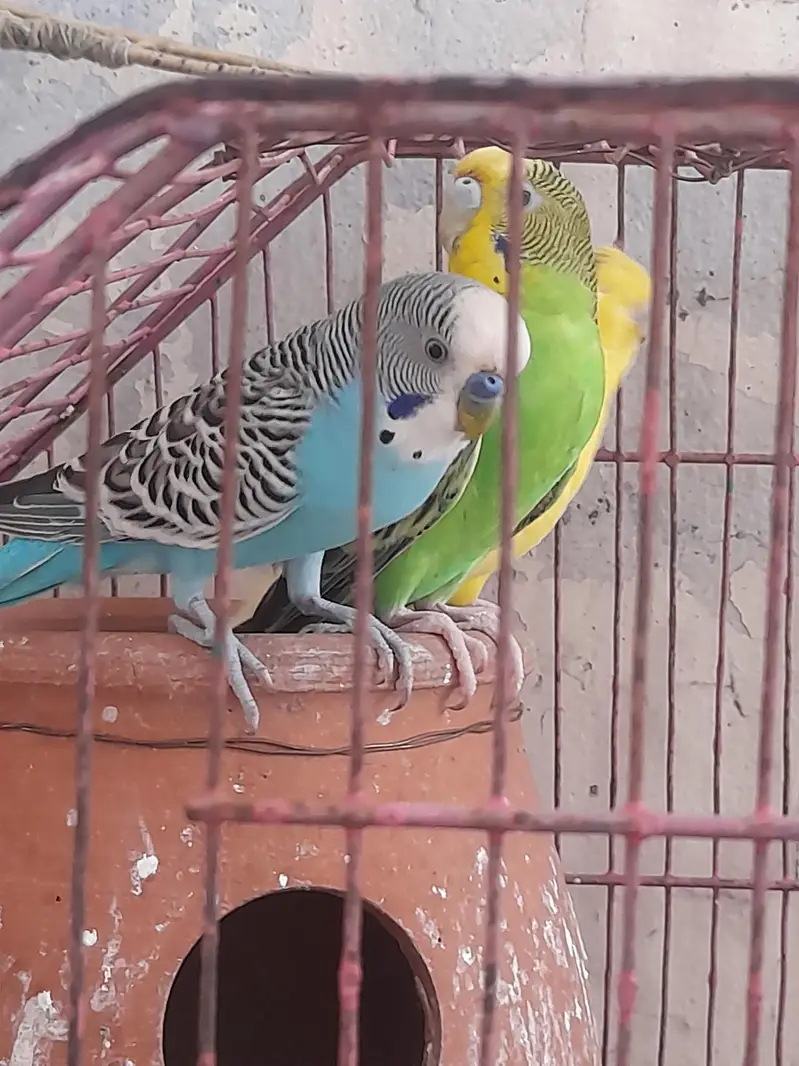 Australian pair long tail parrot with beautiful colors — photo 3