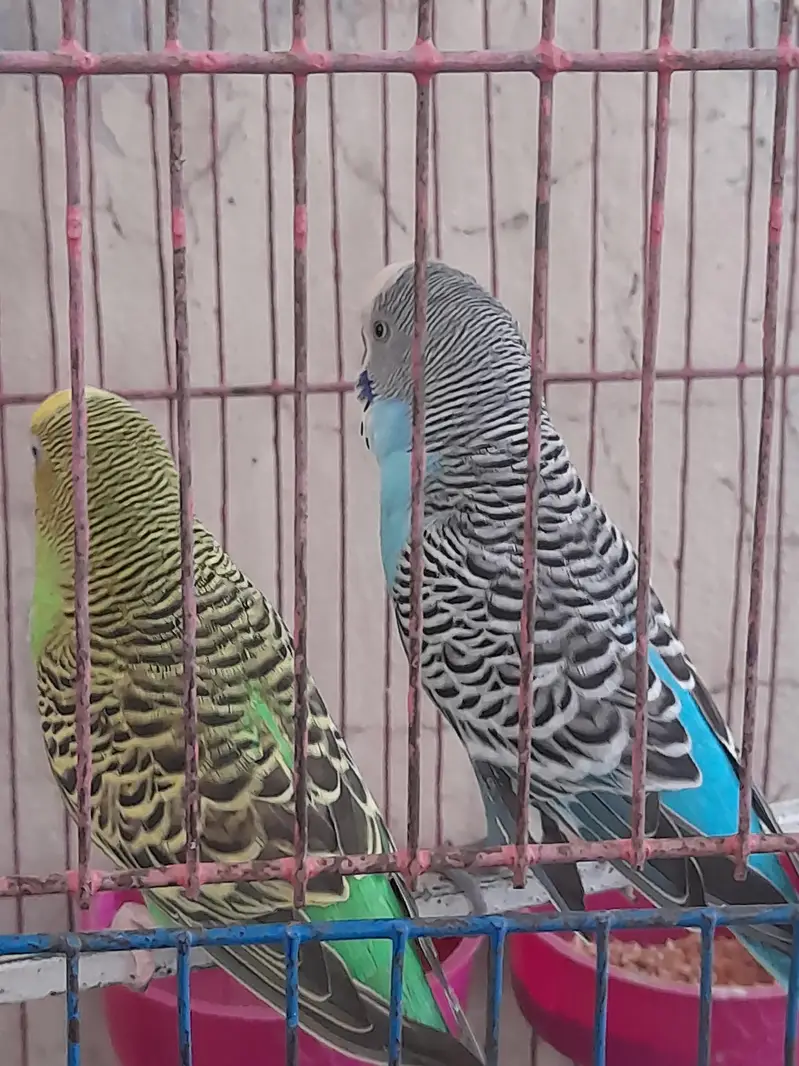 Australian pair long tail parrot with beautiful colors — photo 4