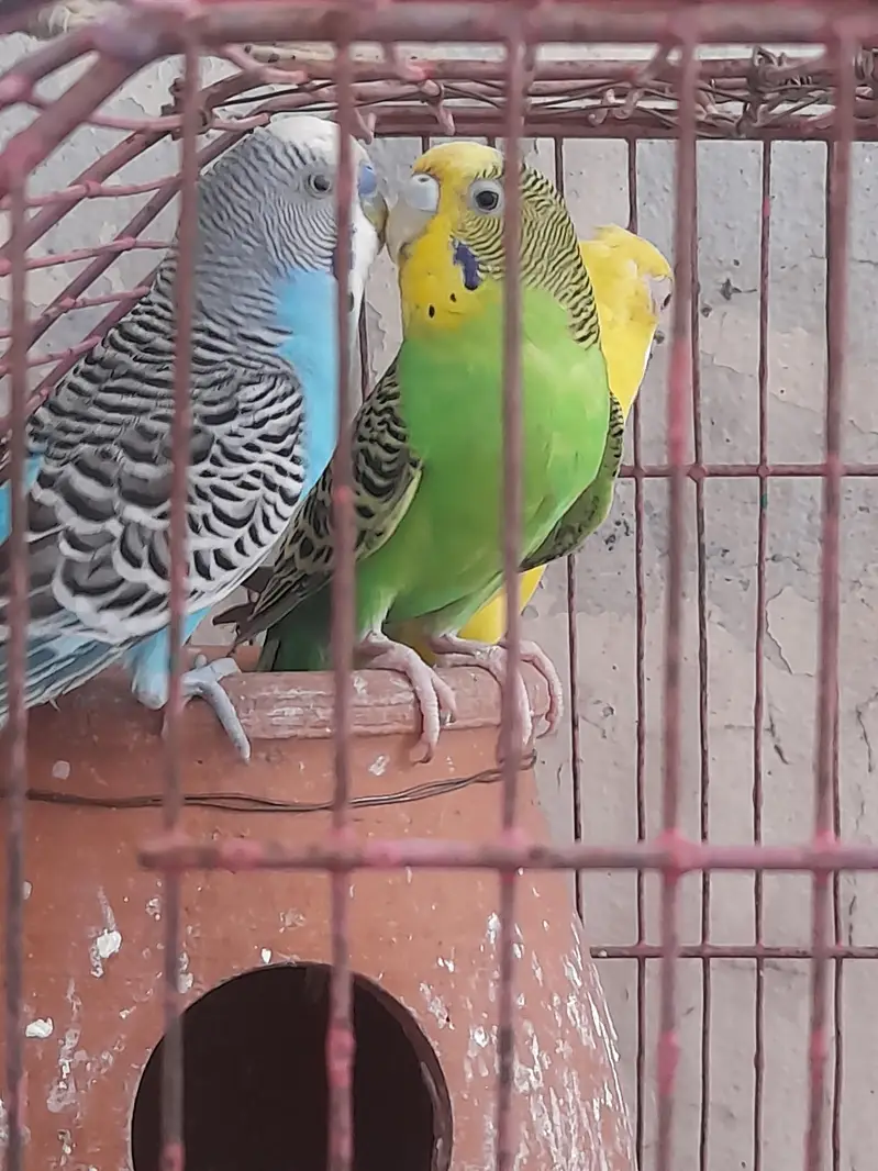 Australian pair long tail parrot with beautiful colors — photo 5