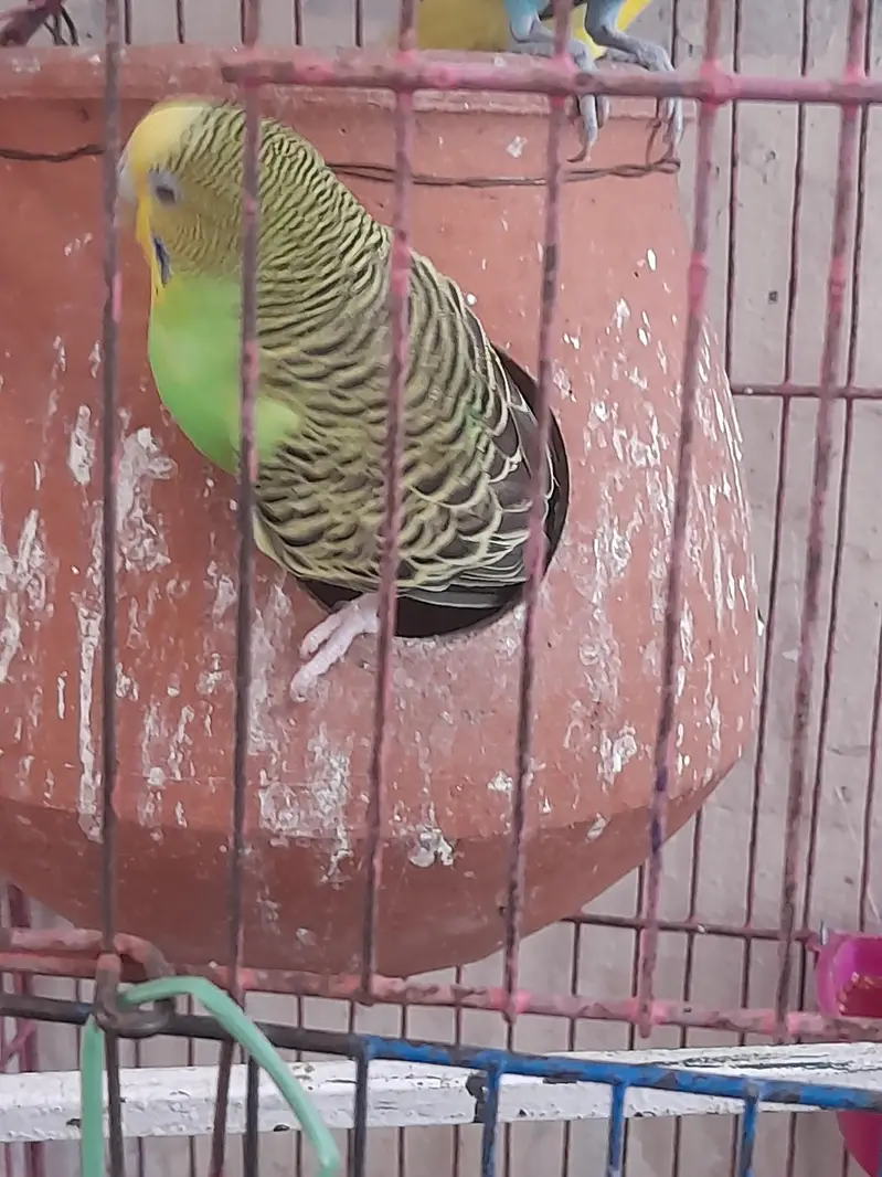 Australian pair long tail parrot with beautiful colors — photo 6