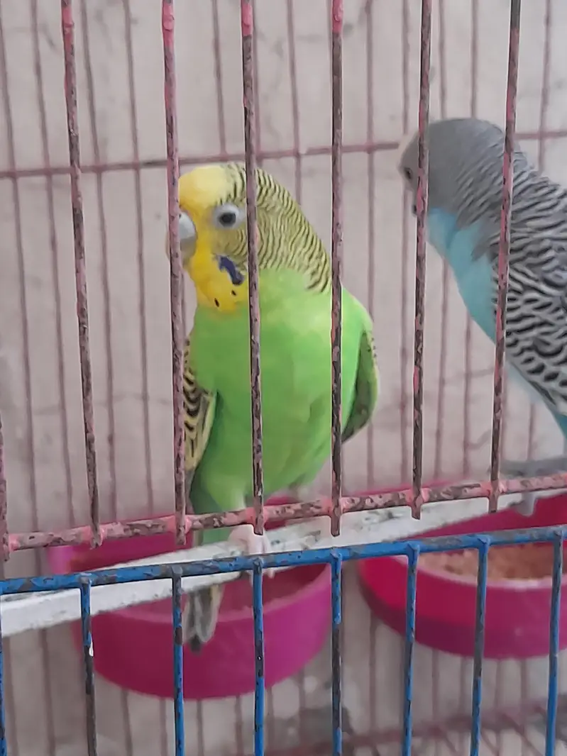 Australian pair long tail parrot with beautiful colors — photo 8