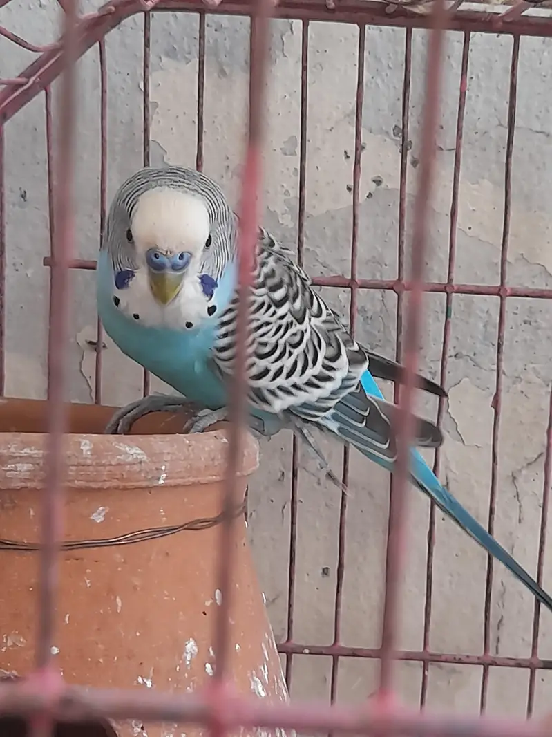 Australian pair long tail parrot with beautiful colors — photo 9