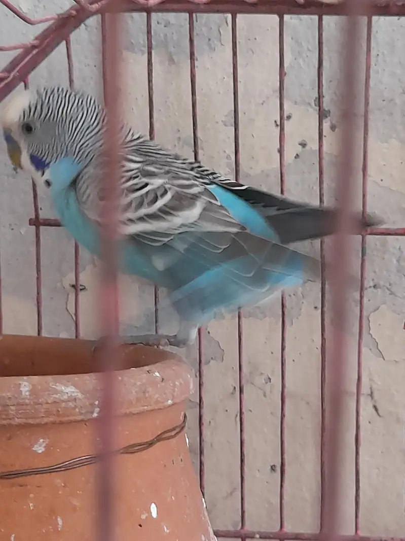 Australian pair long tail parrot with beautiful colors — photo 12