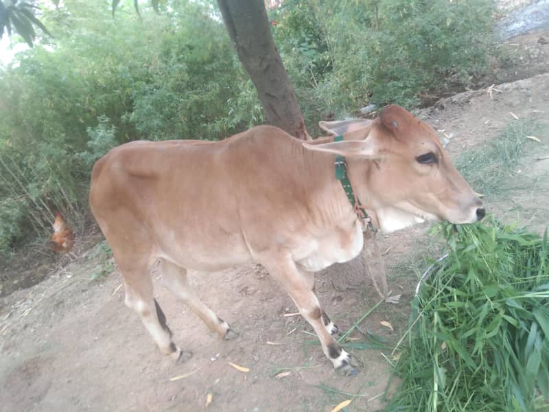 bachri 0
