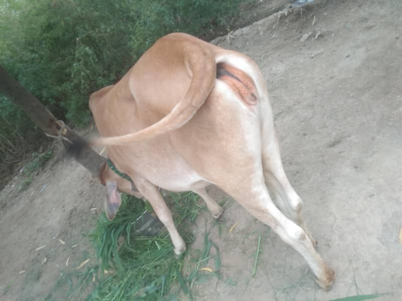 bachri 1
