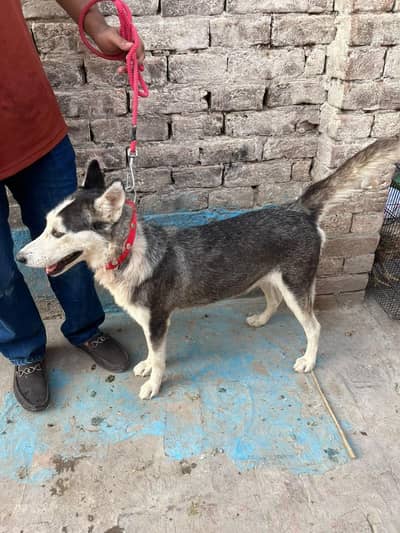 Siberian Husky Female
