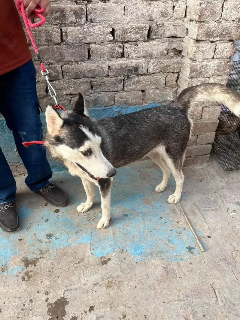 Siberian Husky Female — photo 2