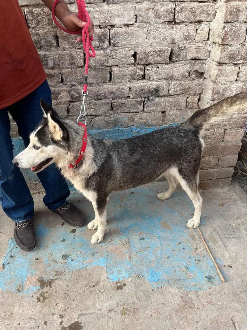 Siberian Husky Female — photo 3
