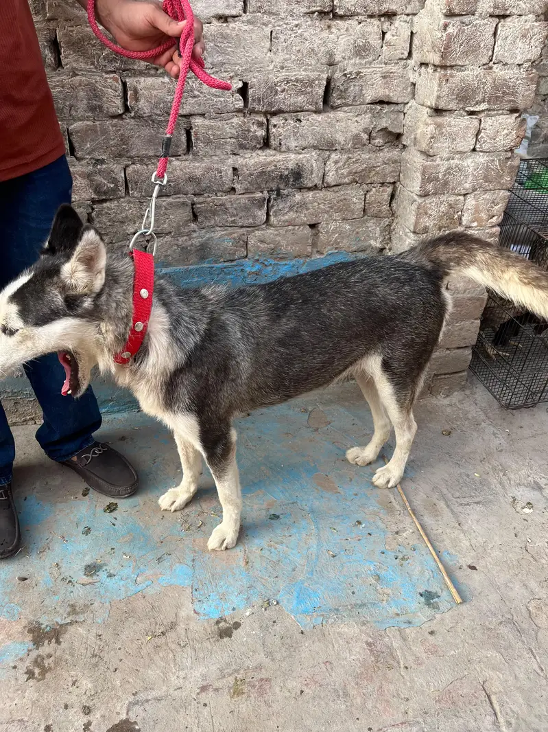 Siberian Husky Female — photo 4