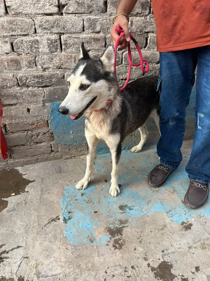 Siberian Husky Female — photo 5