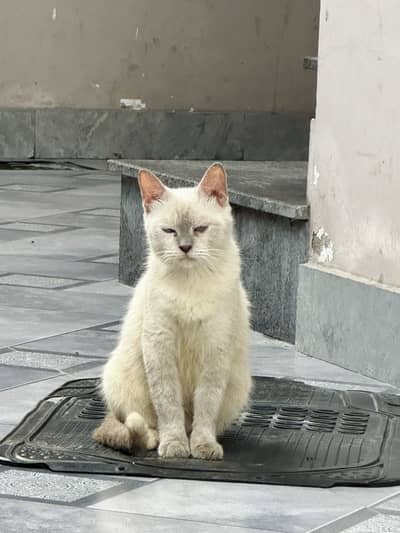 Siamese Blue Eyes Cat