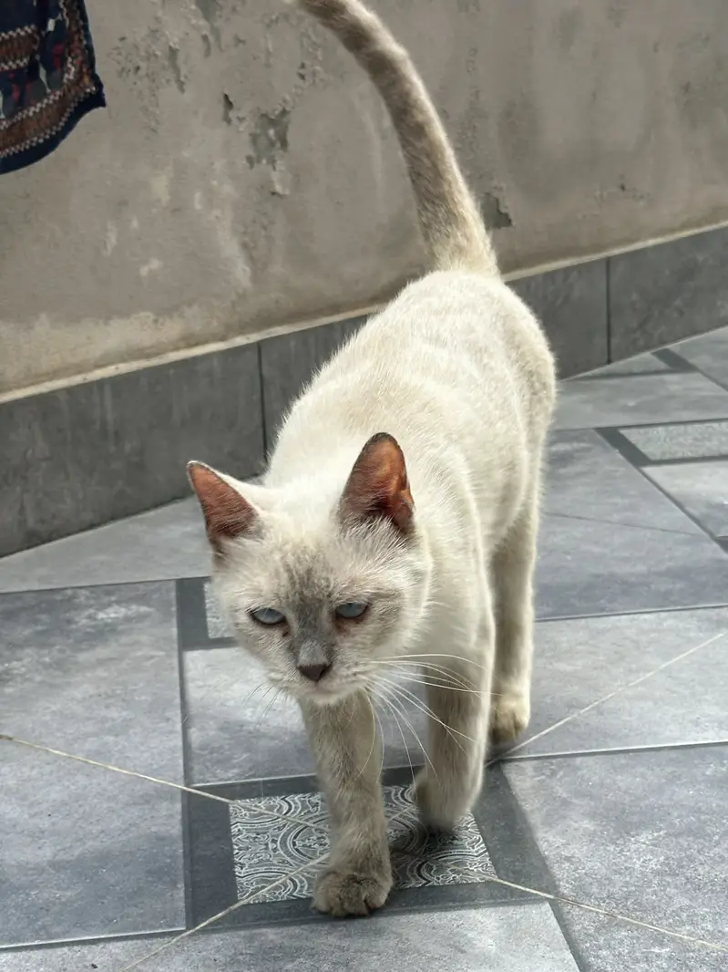 Siamese Blue Eyes Cat — photo 2