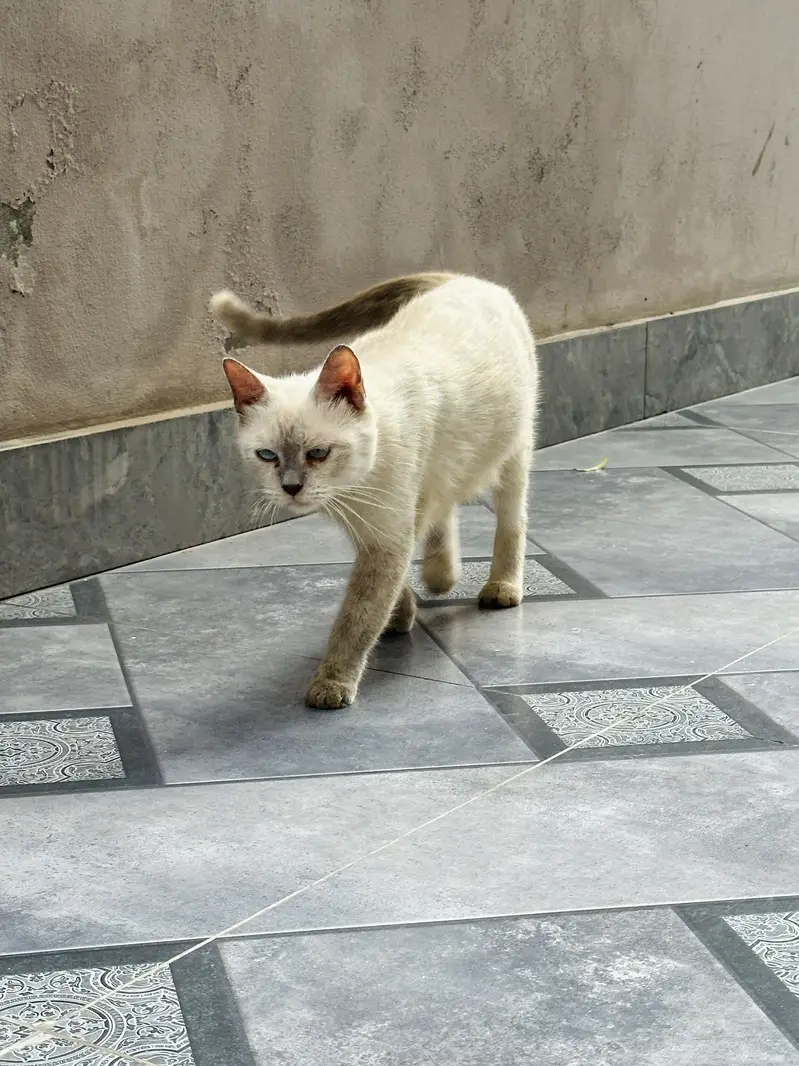 Siamese Blue Eyes Cat — photo 3