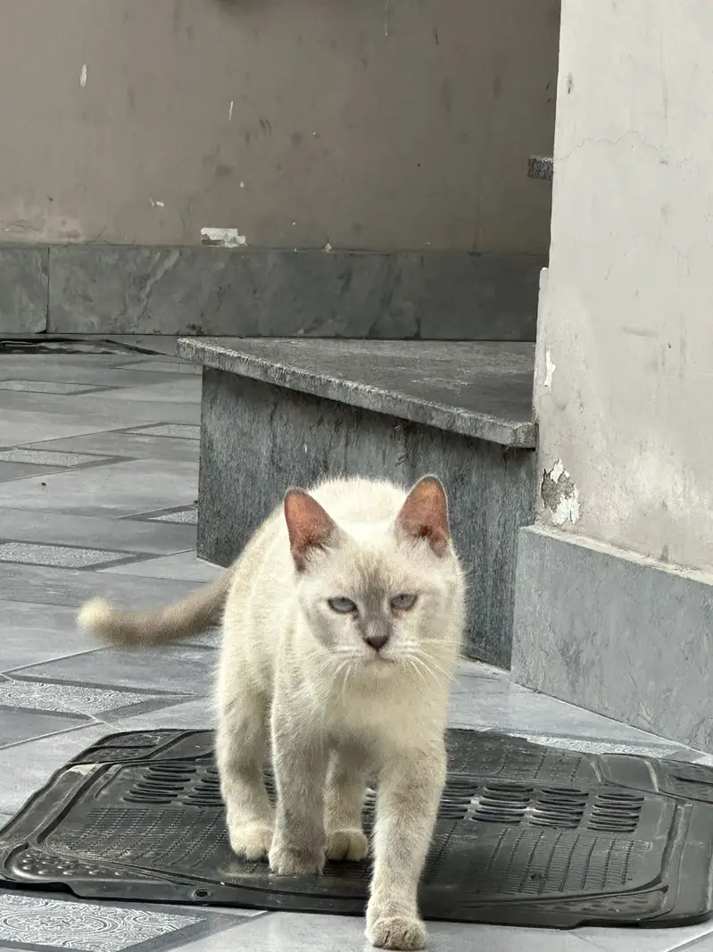 Siamese Blue Eyes Cat — photo 4