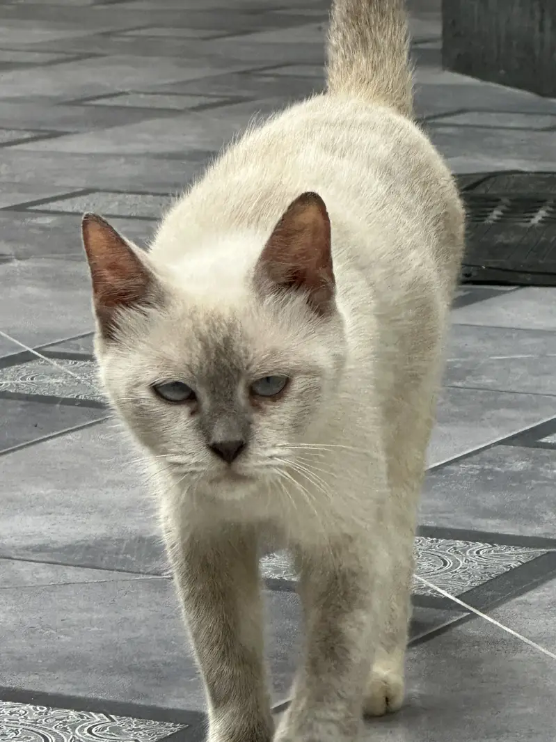 Siamese Blue Eyes Cat — photo 5