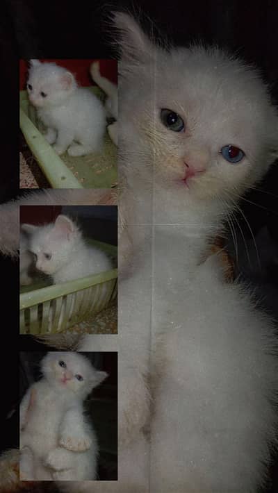 persian kitten triple coated