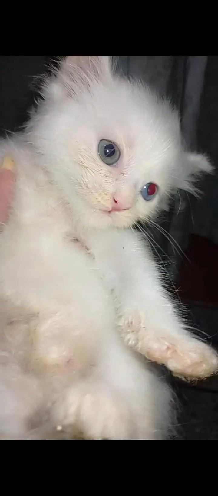 persian kitten triple coated — photo 2