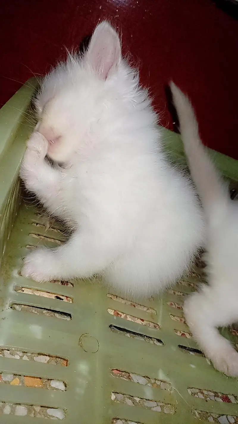 persian kitten triple coated — photo 5