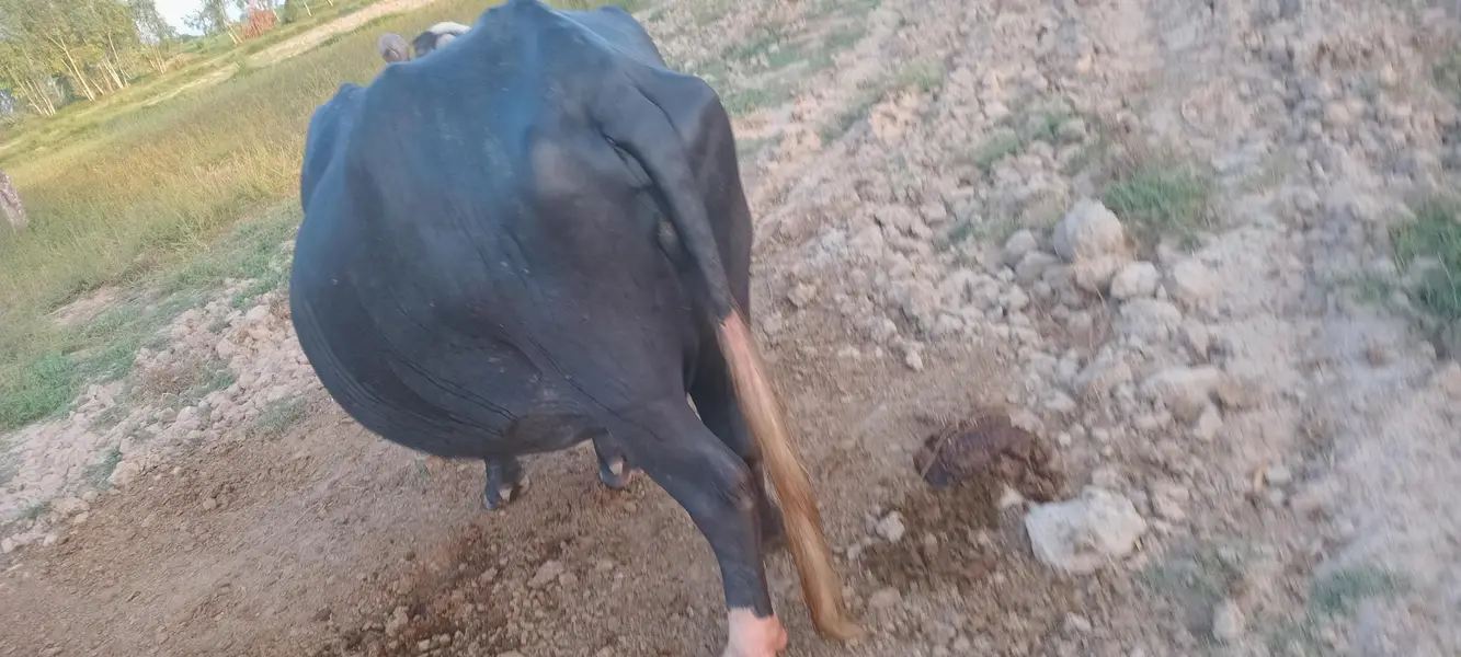 Assalamo