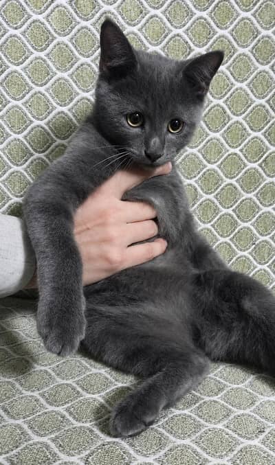 Gray Persian kitten