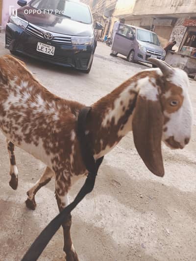 bakri, femail bakri, goat, young bakri, young goat