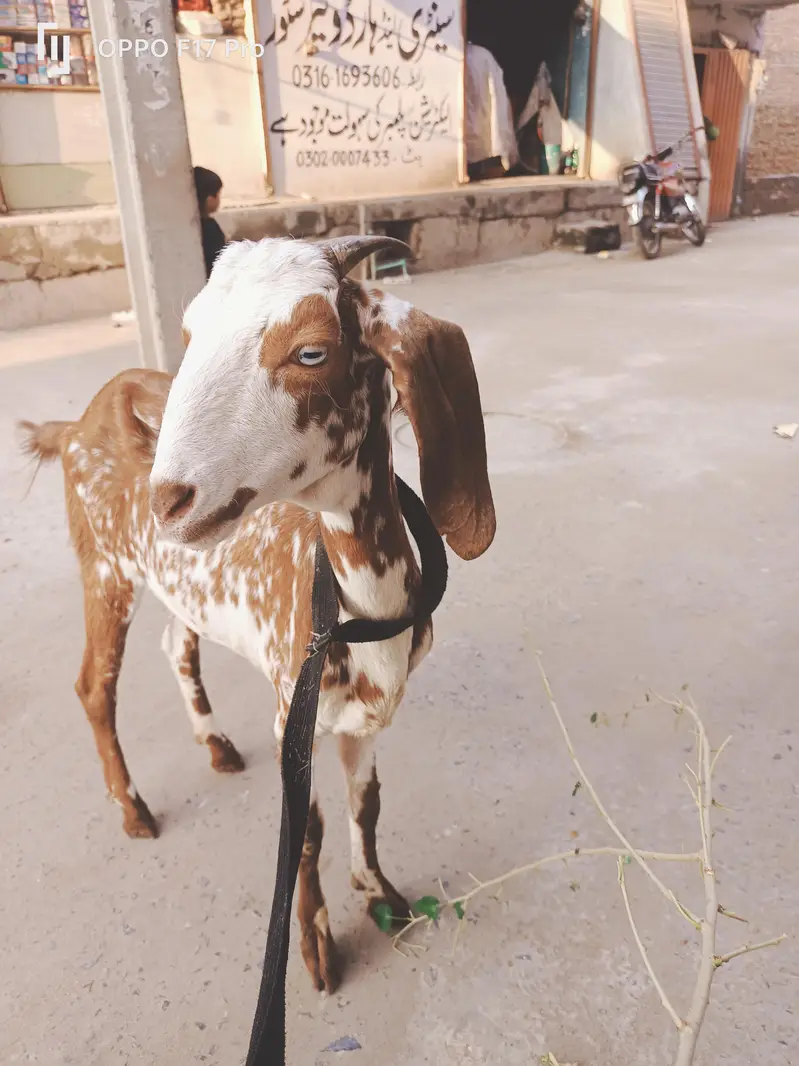 bakri, femail bakri, goat, young bakri, young goat — photo 2