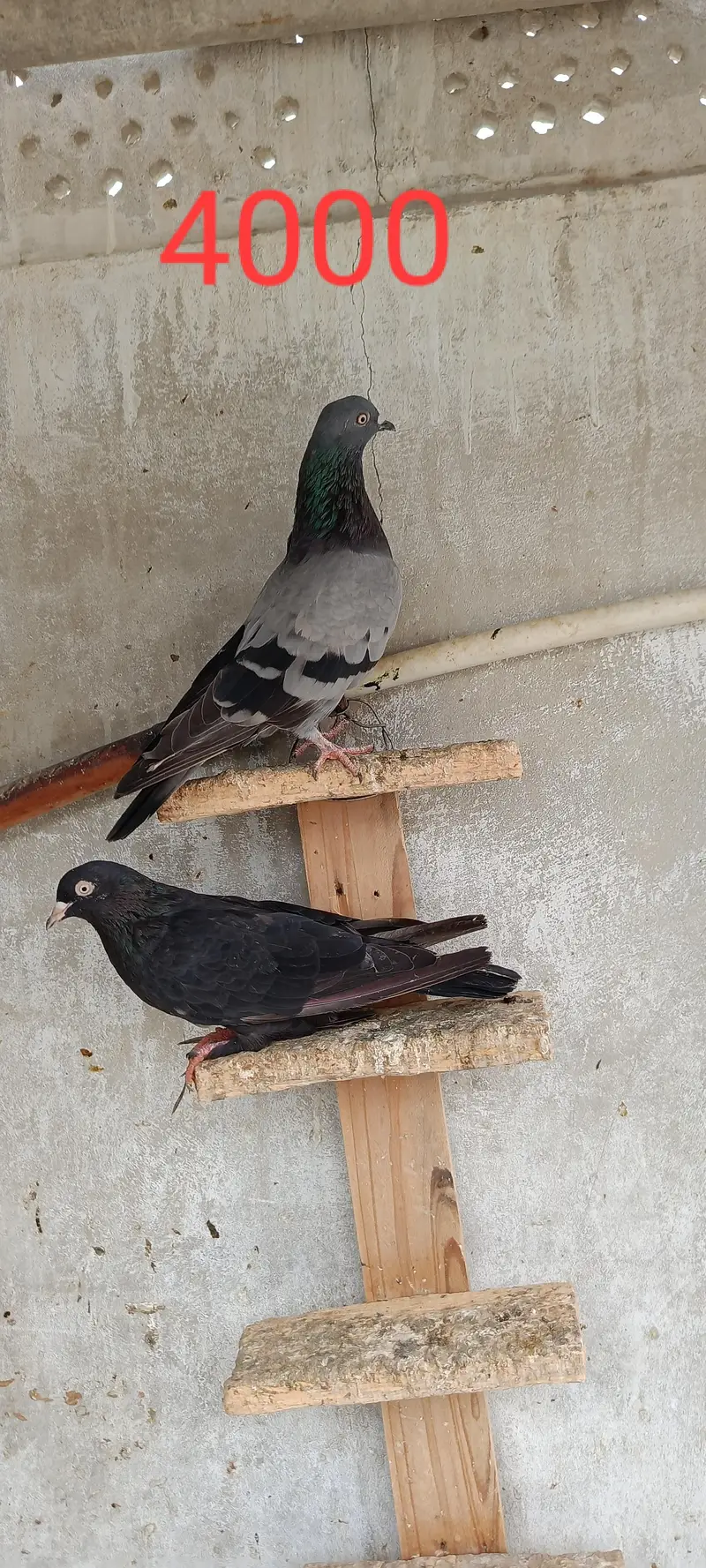 pigeon perwazi nasal he. — photo 3