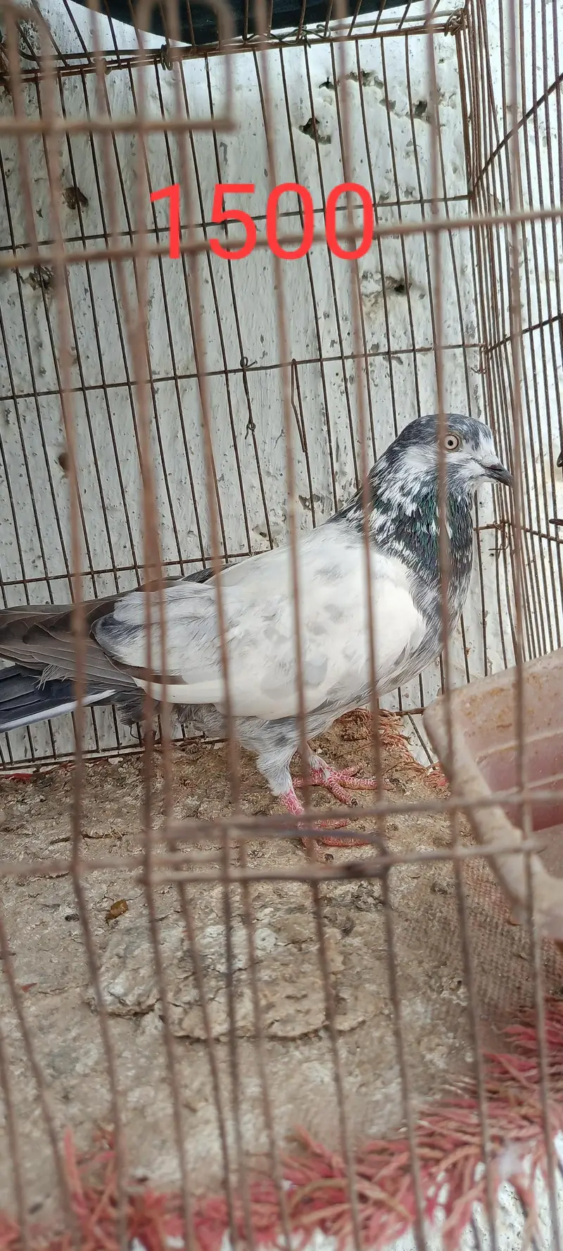pigeon perwazi nasal he. — photo 4