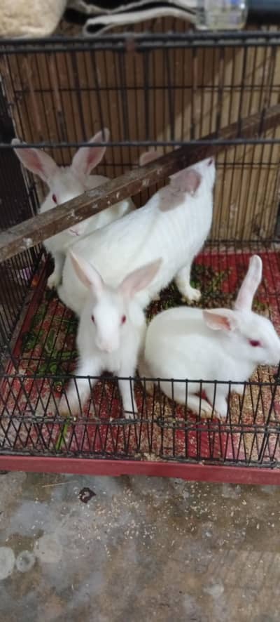 rabbit breeder pair with 2 bunnies