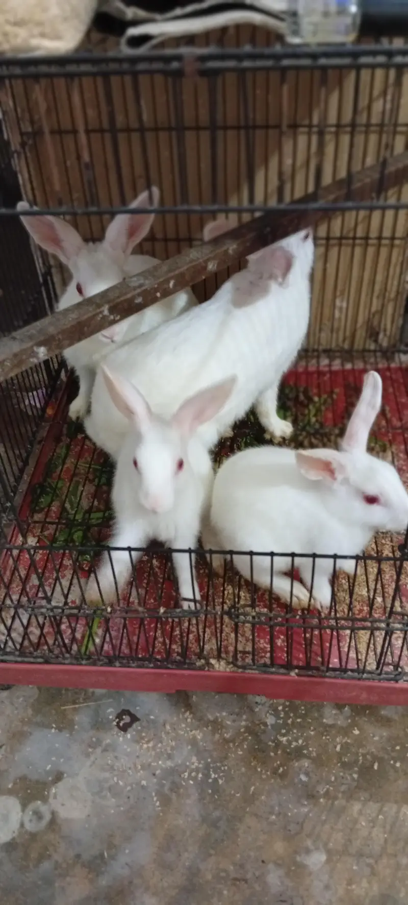 rabbit breeder pair with 2 bunnies